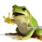 frog