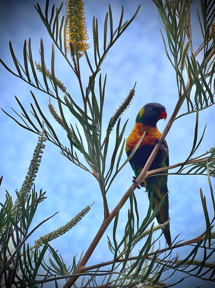 Rainbow Lorikeet in a banksia