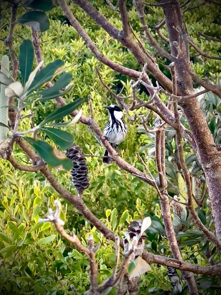 A Honeyeater, maybe New Holland?