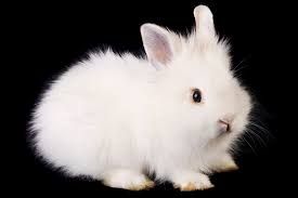 Bunniekins_0-1770041846525.jpeg
