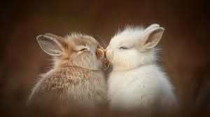 Bunniekins_0-1778620672027.jpeg