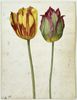 tulip10