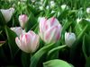 tulip8.jpg