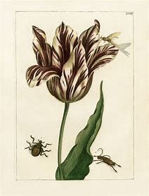 tulip16.jpg