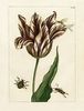 tulip16.jpg