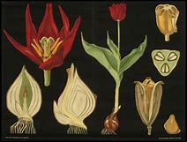 tulip0.png