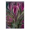 tulip27.png