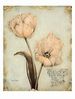 tulip39.jpg