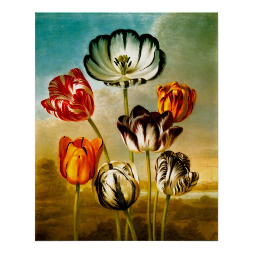 vintage_botanical_tulips_poster-rae6eef5ec901471b9ff1ef1b018c6581_aznej_8byvr_512.jpg