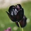 tulip4.jpg