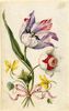 tulips21.jpg