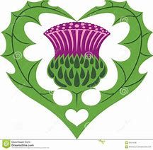 thistle3.jpg
