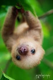 sloth .jpg