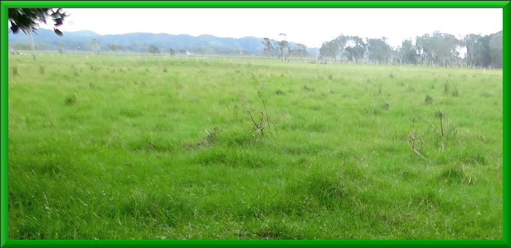 GreenGrass.jpg