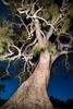 grandfather tree.jpg