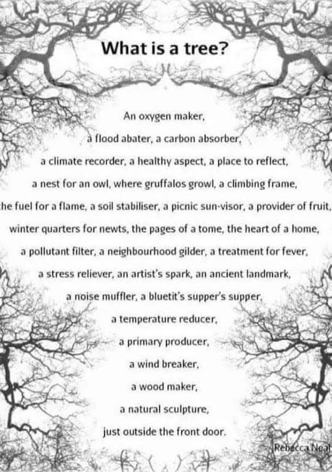 what is a tree.jpg