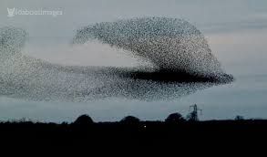 flocking birds.jpg