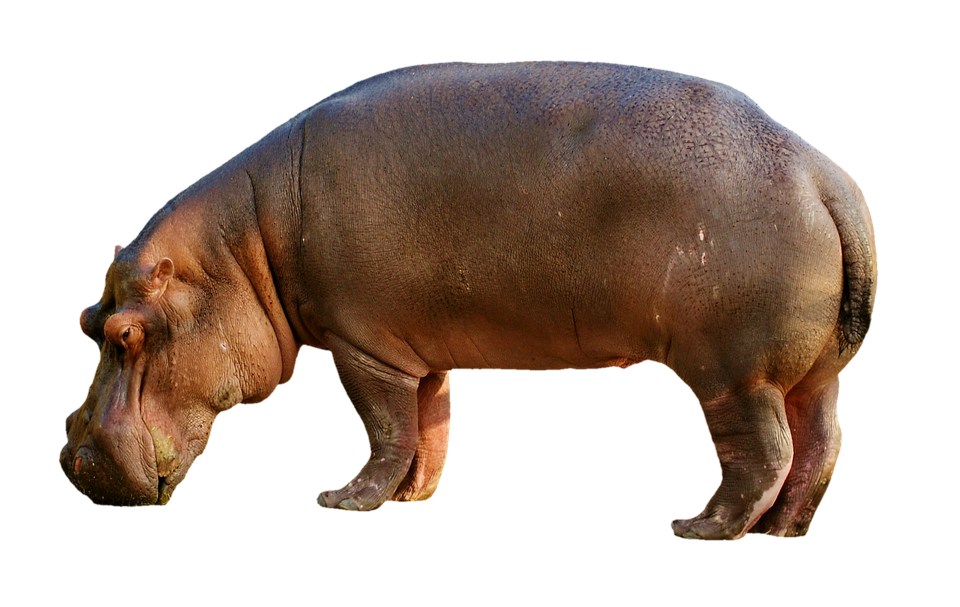 hippopotamus-2780699_960_720.png