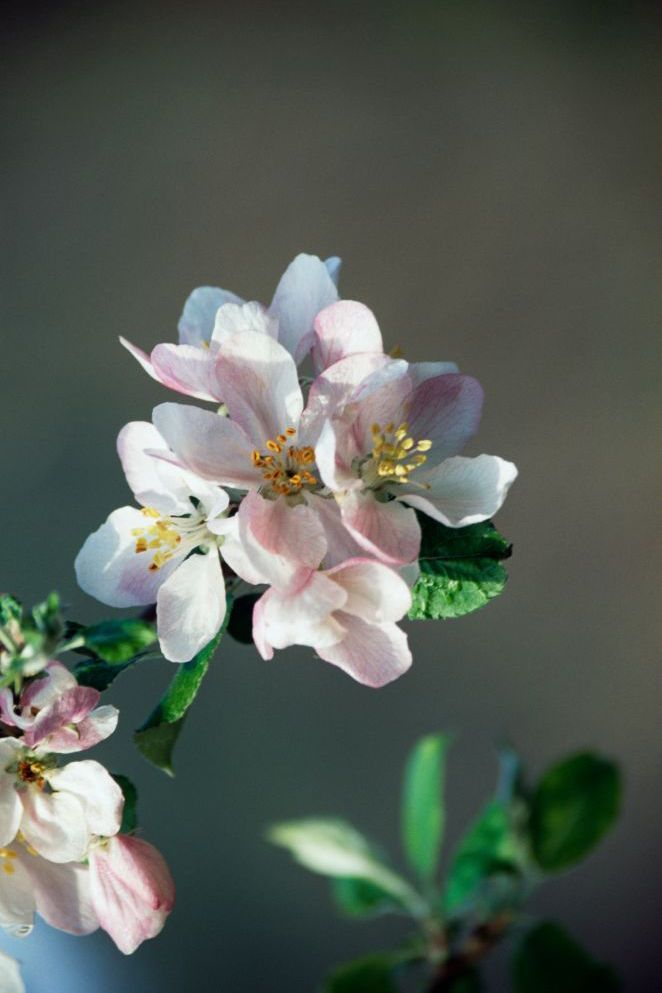 apple-tree-flowers-1508785049.jpg