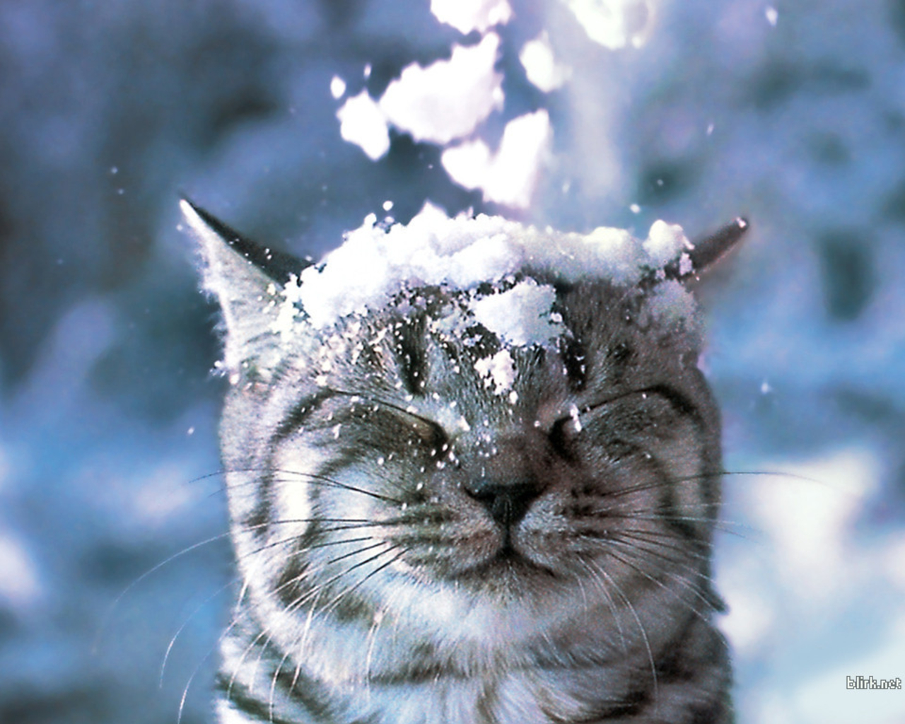 snow cat.jpg