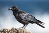 220px-Corvus_coronoides AustRaven.jpg