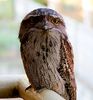 220px-Podargus_strigoides_tawneyfrogmouth.jpg