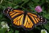 800px-Monarch_In_May.jpg