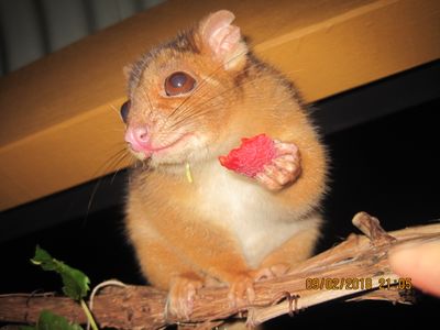 Ringtail Possum with raspberry