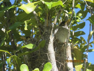 2 baby noisy minors in Macadamia tree