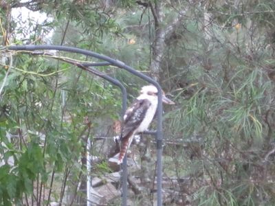 Kookaburra on our Rose Arch .. a regular visitor