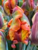 Tulipa