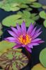 Water Lily