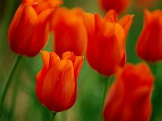 Red can be for LOVE