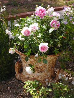 peach drift roses in vintage pot.jpg
