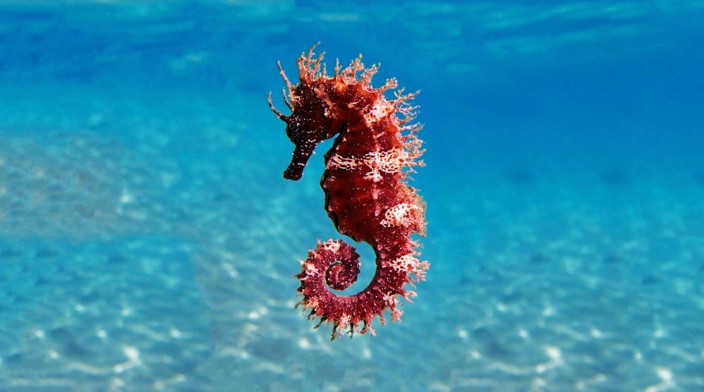 Seahorse-Hippocampus.jpg