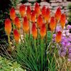 Red hot poker - torch lily