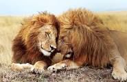 Love lions