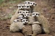 Meerkat moments
