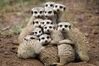 Meerkat moments