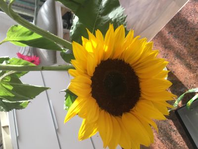 IMG_6367.jpeg